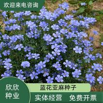 蓝花亚麻种子亚麻种籽花籽花种四季易活开花室内外多年生