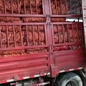 次品胡萝卜，养殖场用，加工厂货，大量供应中，土货，水洗，