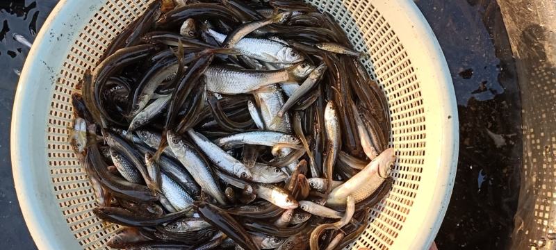 【推荐】湖南小杂鱼马口鱼一手货源量大价优欢迎老板采购