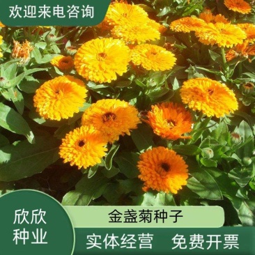 金盏菊种子金盏花种子四季易种花种子长生菊花海易种盆栽耐寒