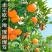 【推荐批发】广西沃柑大量现货对接美团.多多落地配等价格优