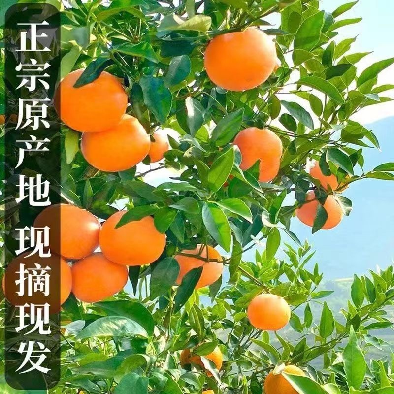 【推荐批发】广西沃柑大量现货对接美团.多多落地配等价格优