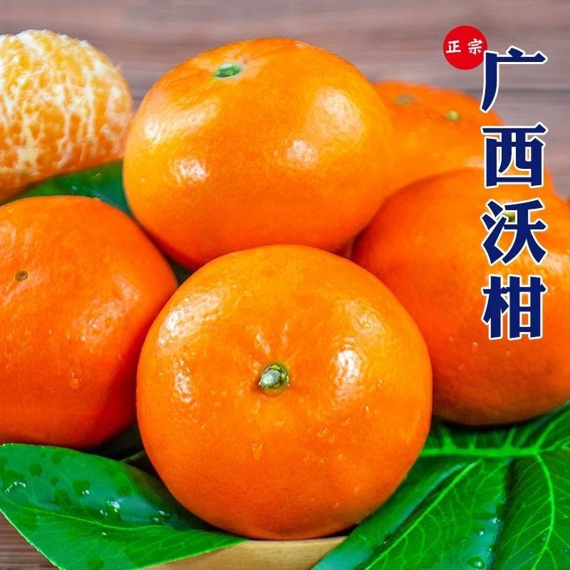 【推荐批发】广西沃柑大量现货对接美团.多多落地配等价格优