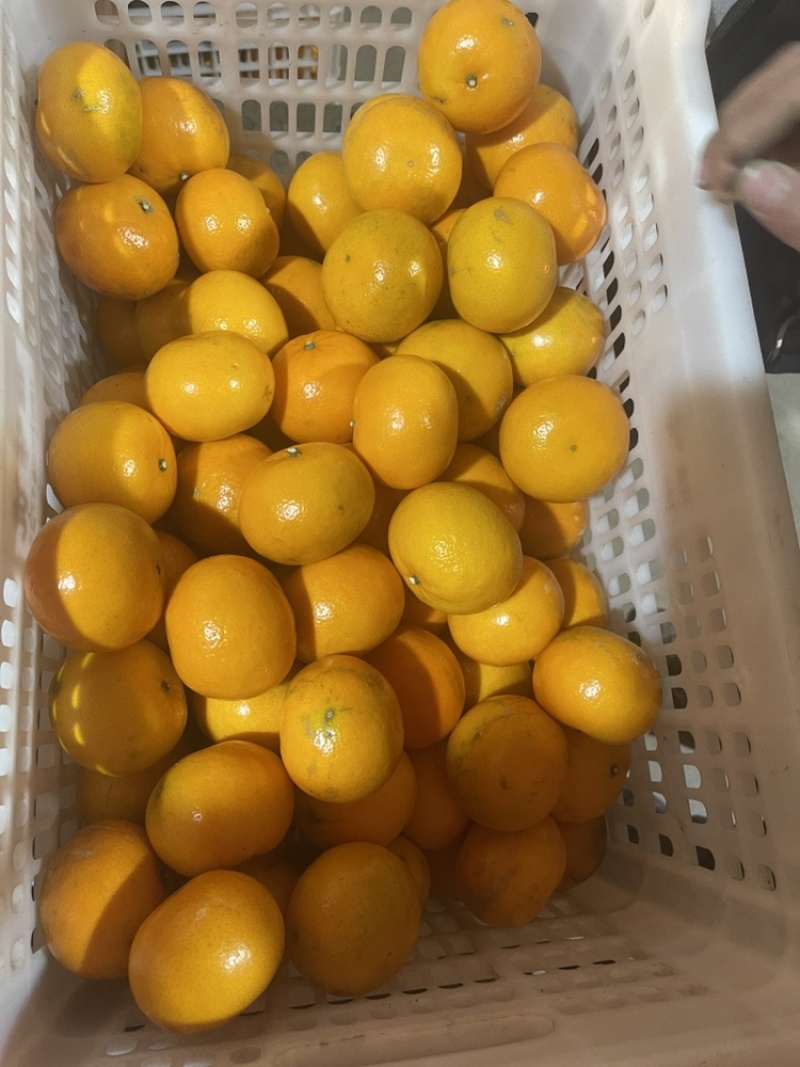 【推荐批发】广西沃柑大量现货对接美团.多多落地配等价格优