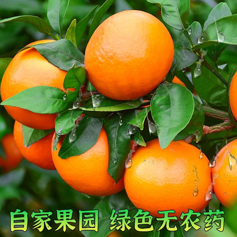 【推荐广西武鸣沃柑大量供应对接电商抖音快手拼多多一件代发
