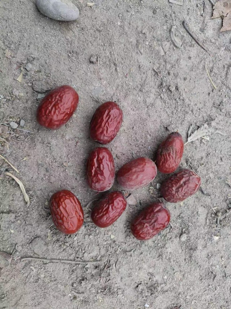 灰枣