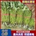 脱毒大田西瓜红薯苗，脱毒商薯19红薯苗（大田苗）