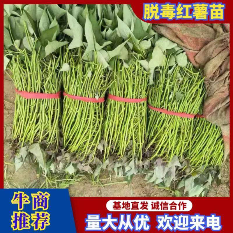 脱毒大田西瓜红薯苗，脱毒商薯19红薯苗（大田苗）