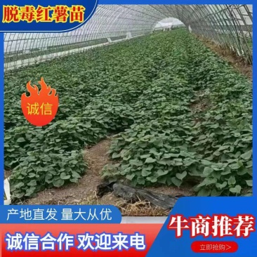 脱毒西瓜红大田苗现货供应，欢迎各位老板亲临基地参观考察