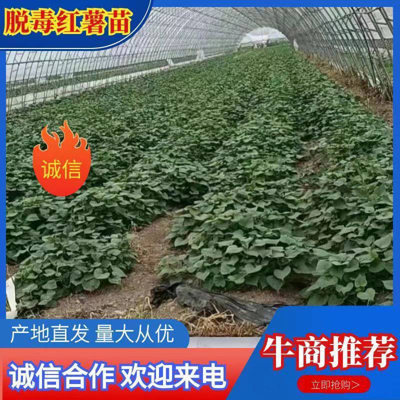 脱毒西瓜红大田苗现货供应，欢迎各位老板亲临基地参观考察
