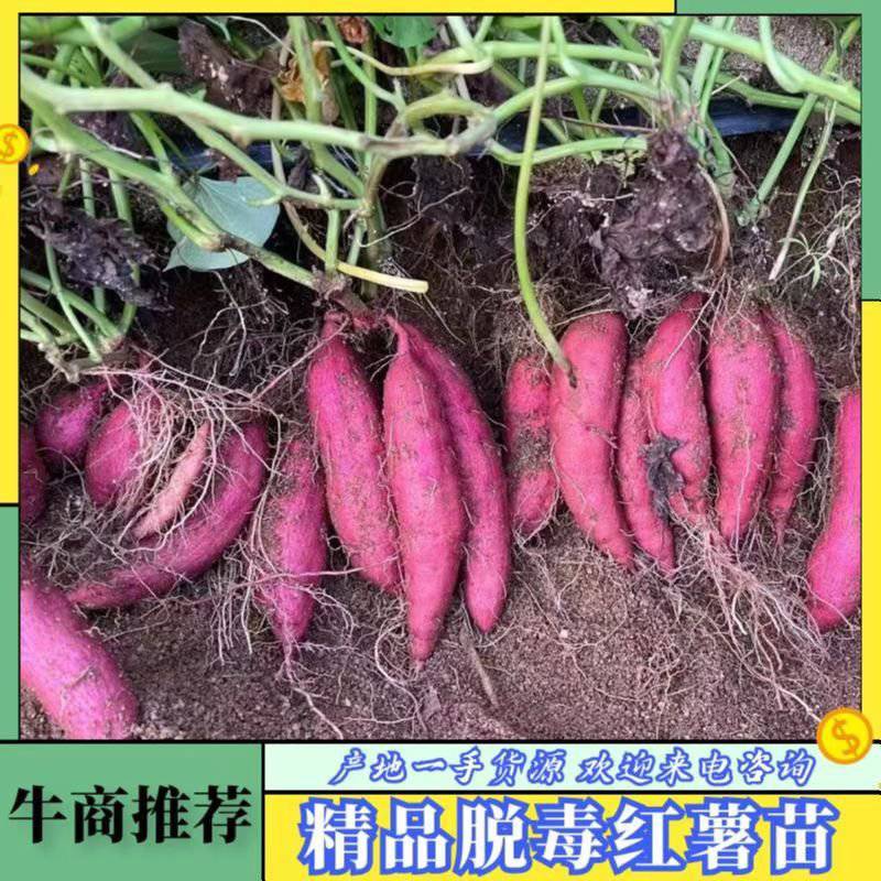 脱毒西瓜红大田苗，脱毒商薯19，床苗，基地直发可视频看货