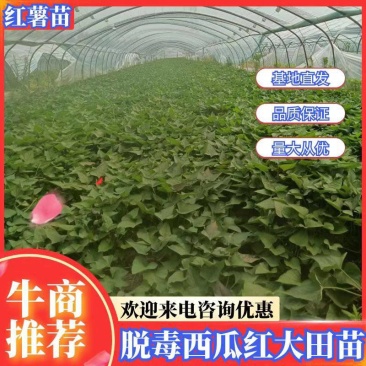 脱毒西瓜红大田苗，保质保量，欢迎新老客户光临指导
