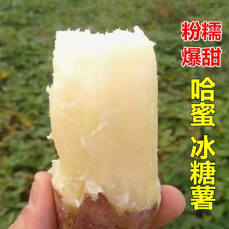 冰糖心哈密红薯苗