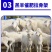 羊饲料添加剂增肥长肉长胖牛羊催肥小料牛羊兽用促生长羊用