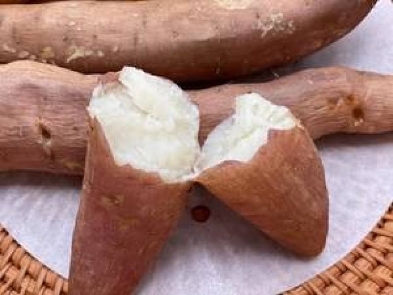 冰糖心哈密红薯苗