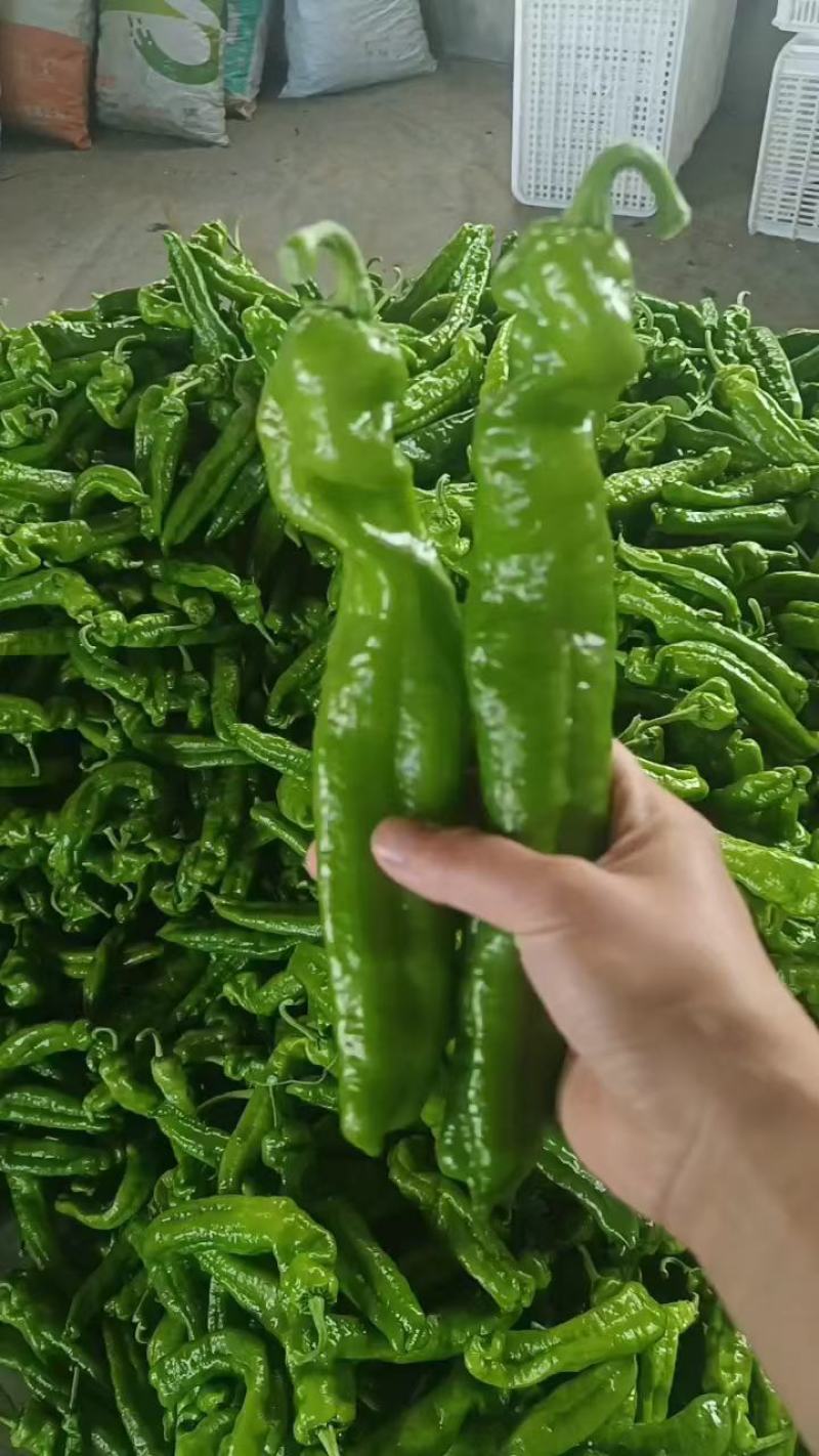301鲜辣椒，费县各种鲜辣椒大量上市，产地直供，代收代发
