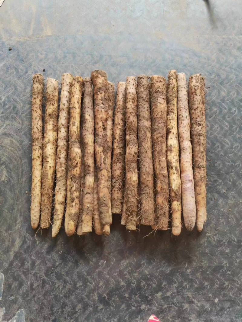 【精品】铁棍山药，品质好，条形好，量大从优！