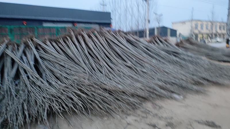 107速生杨杨树苗/树苗/107速生杨/杨树苗