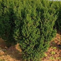 红豆杉开花结果1-3米均有货绿化占地都可以支持发货