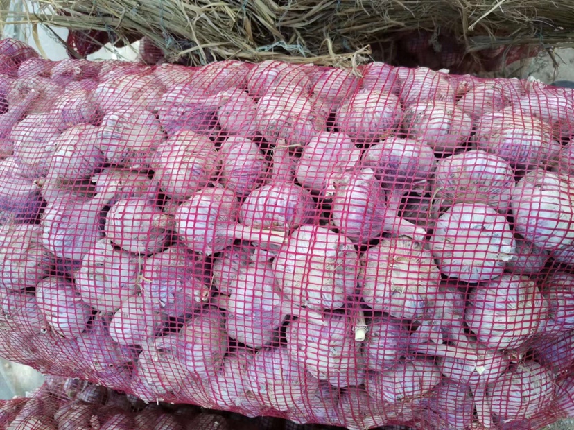 河南红蒜品牌展示区