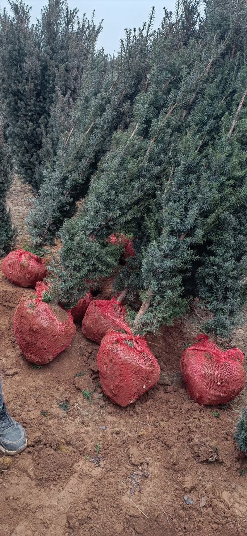 红豆杉开花结果1-3米均有货绿化占地都可以支持发货