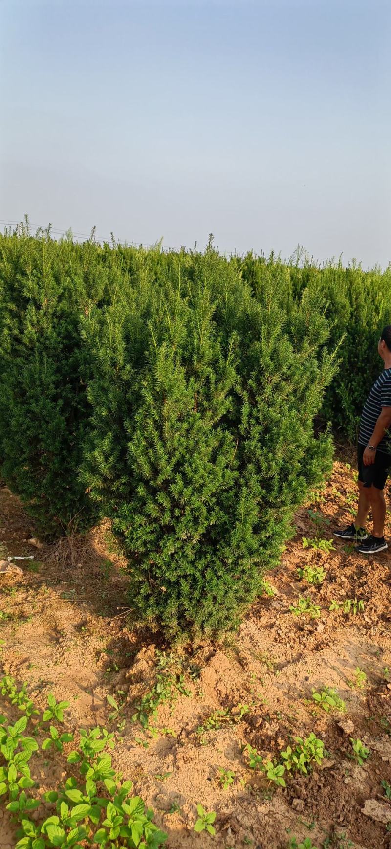 红豆杉开花结果1-3米均有货绿化占地都可以支持发货