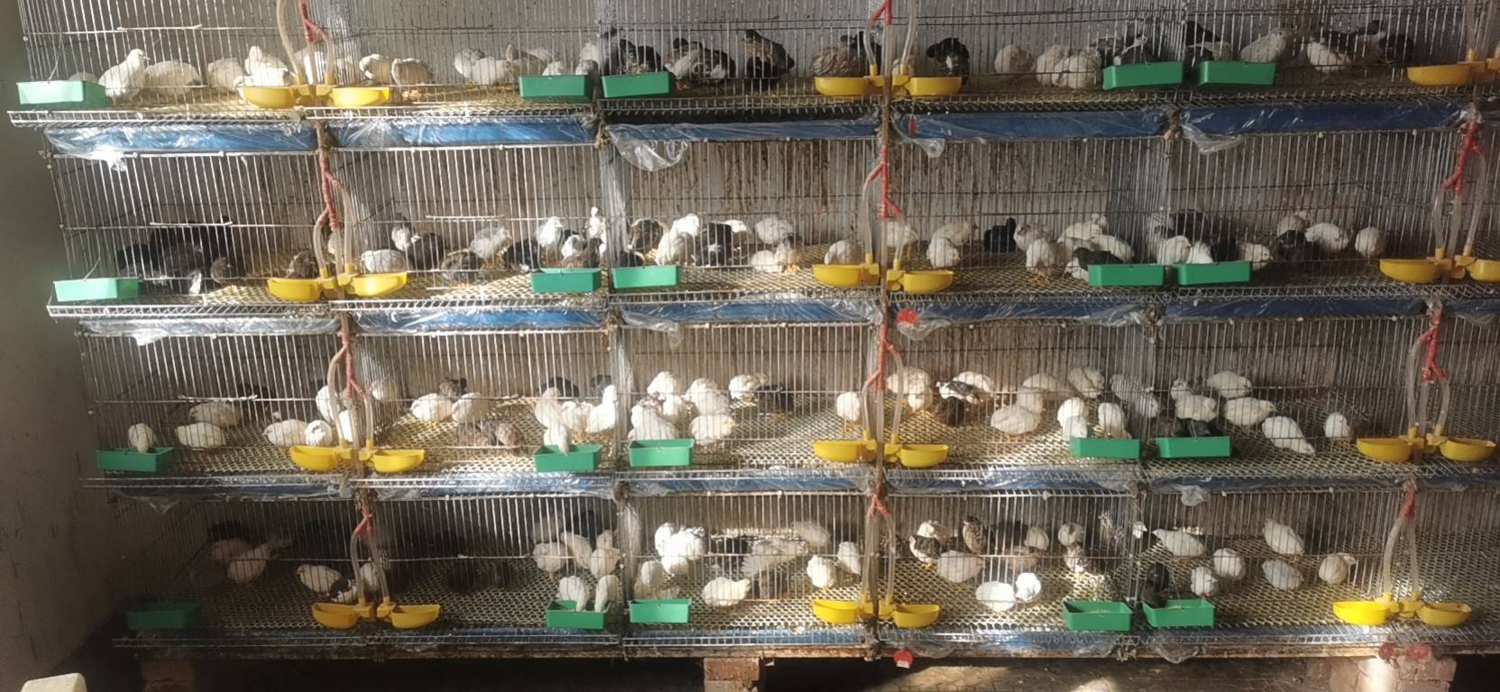 芦丁鸡产蛋期成年母鸡特写