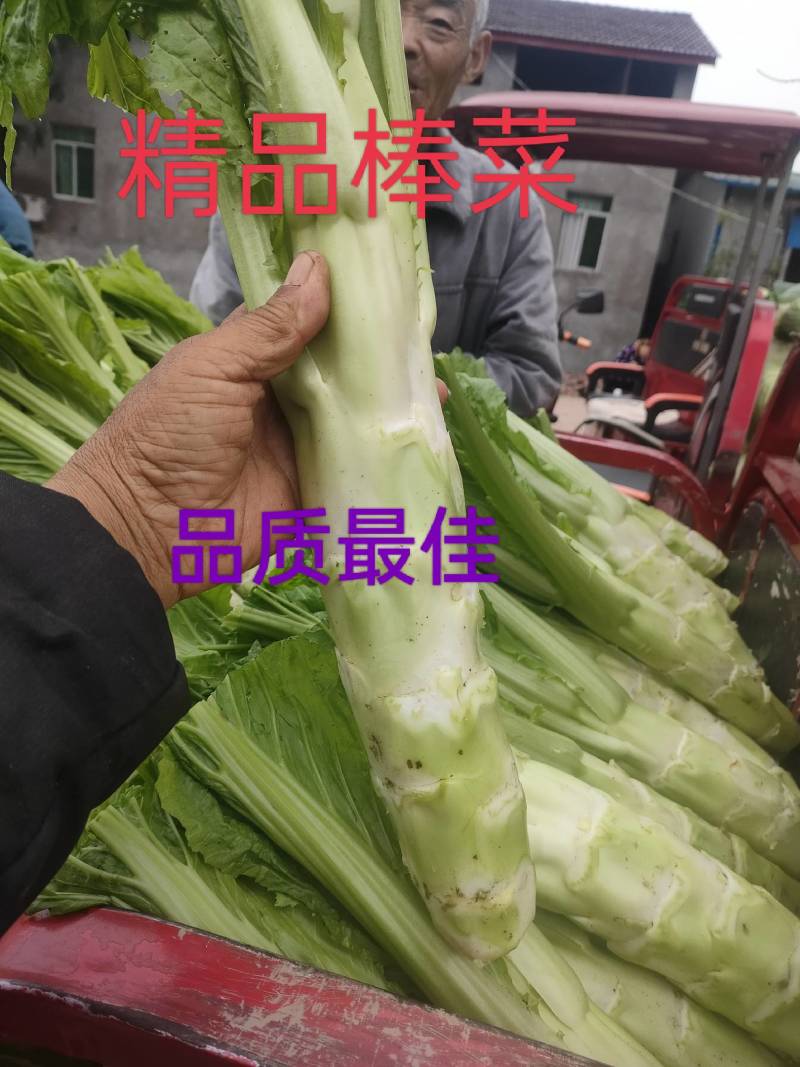 棒菜8两以上无班点3皮叶包心，齐头。做工精细二白皮。