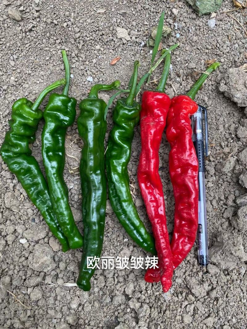 欧丽皱皱辣辣椒种子特辣皱皮椒种子深绿色皮薄特辣皱皱椒种