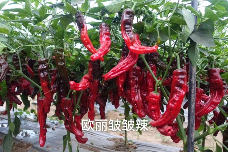 欧丽皱皱辣辣椒种子特辣皱皮椒种子深绿色皮薄特辣皱皱椒种