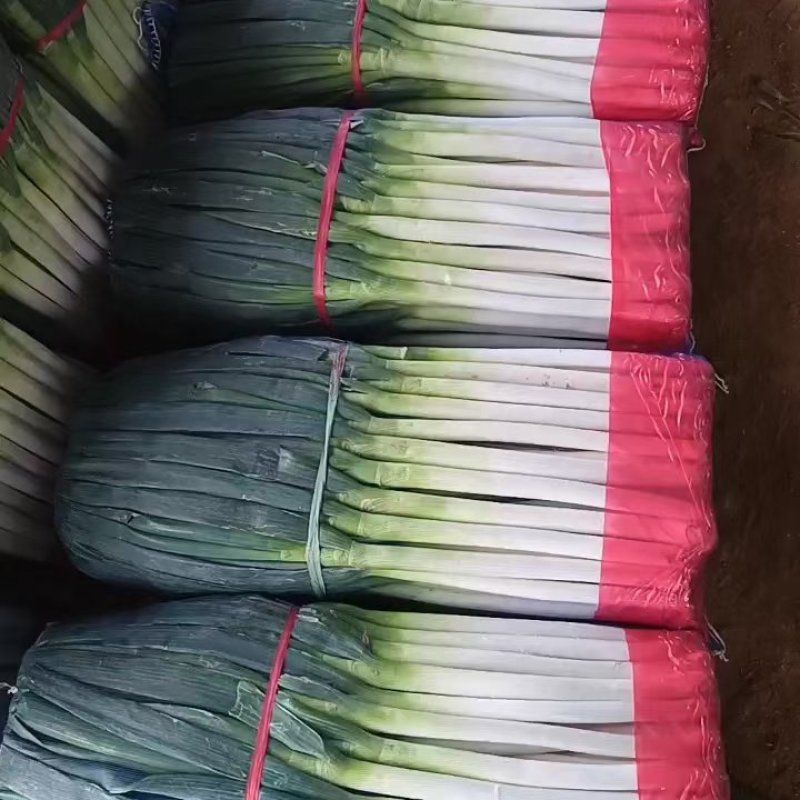 铁杆钢葱大量上市，对接电商平台，超市，商场质量保证一手货