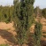 红豆杉开花结果1-3米均有货绿化占地都可以支持发货
