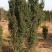 红豆杉开花结果1-3米均有货绿化占地都可以支持发货