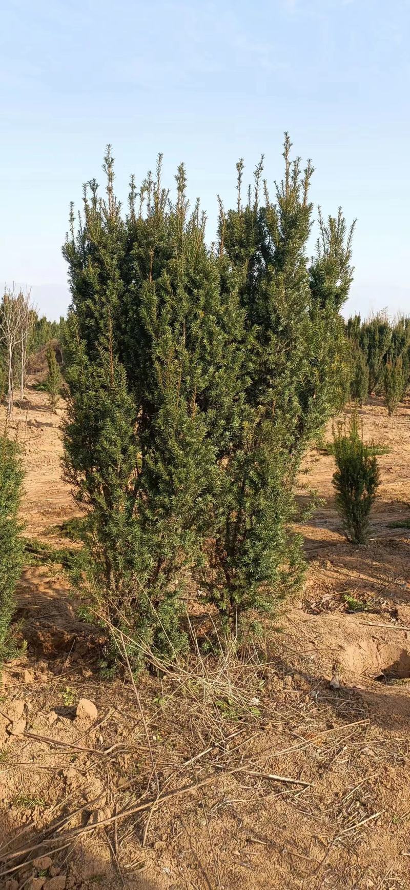 红豆杉开花结果1-3米均有货绿化占地都可以支持发货