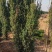 红豆杉开花结果1-3米均有货绿化占地都可以支持发货