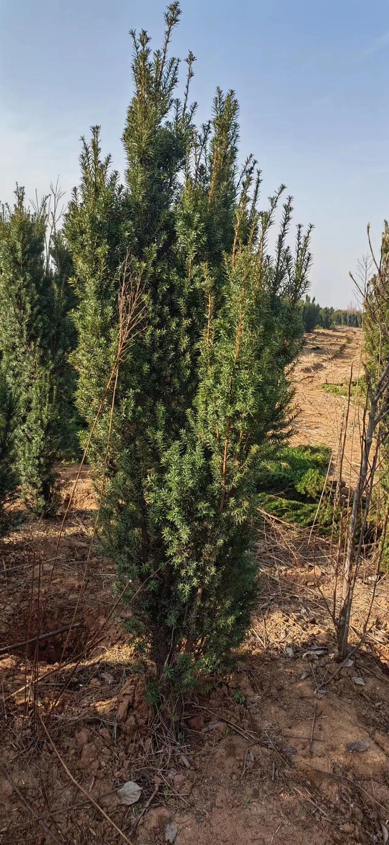 红豆杉开花结果1-3米均有货绿化占地都可以支持发货
