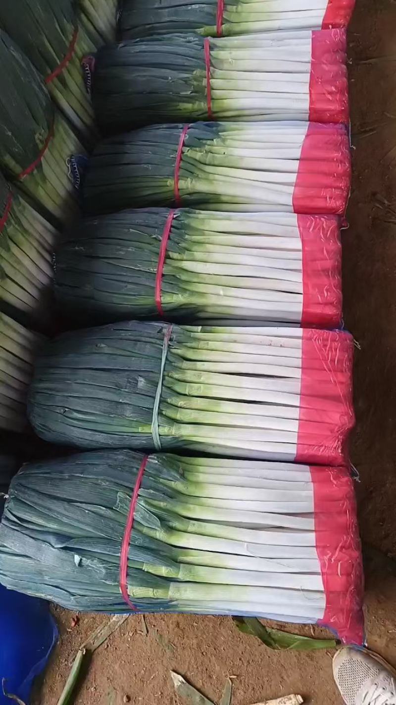 铁杆钢葱大量上市，对接电商平台，超市，商场质量保证一手货