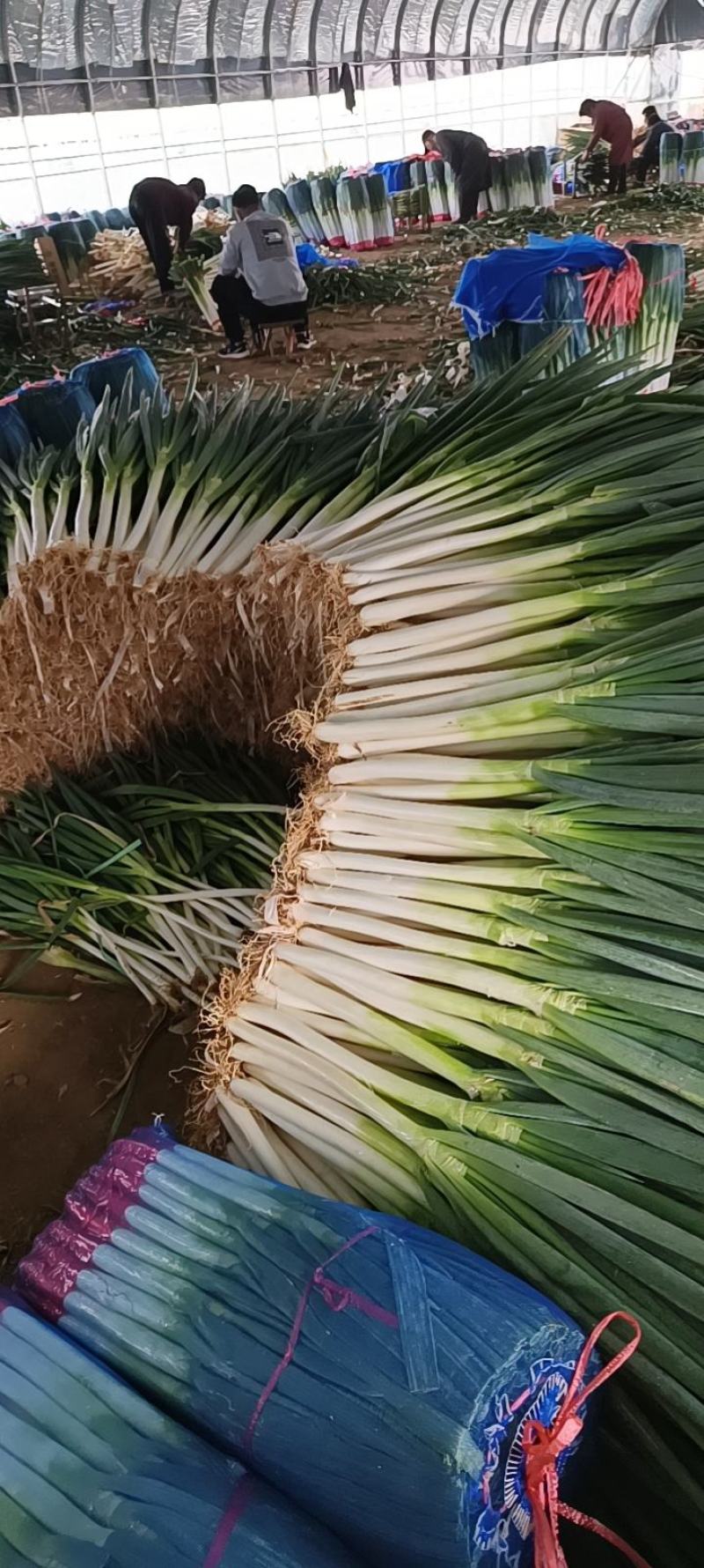 铁杆钢葱大量上市，对接电商平台，超市，商场质量保证一手货