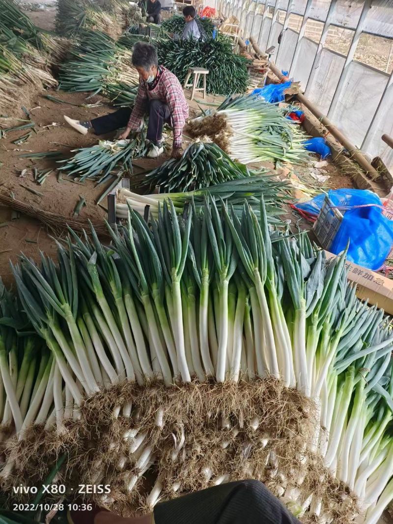 铁杆钢葱大量上市，对接电商平台，超市，商场质量保证一手货