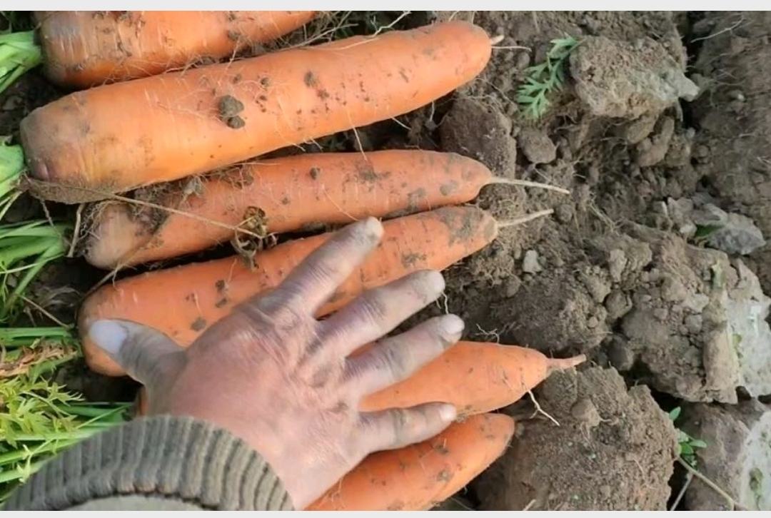 胡萝卜缨实物图