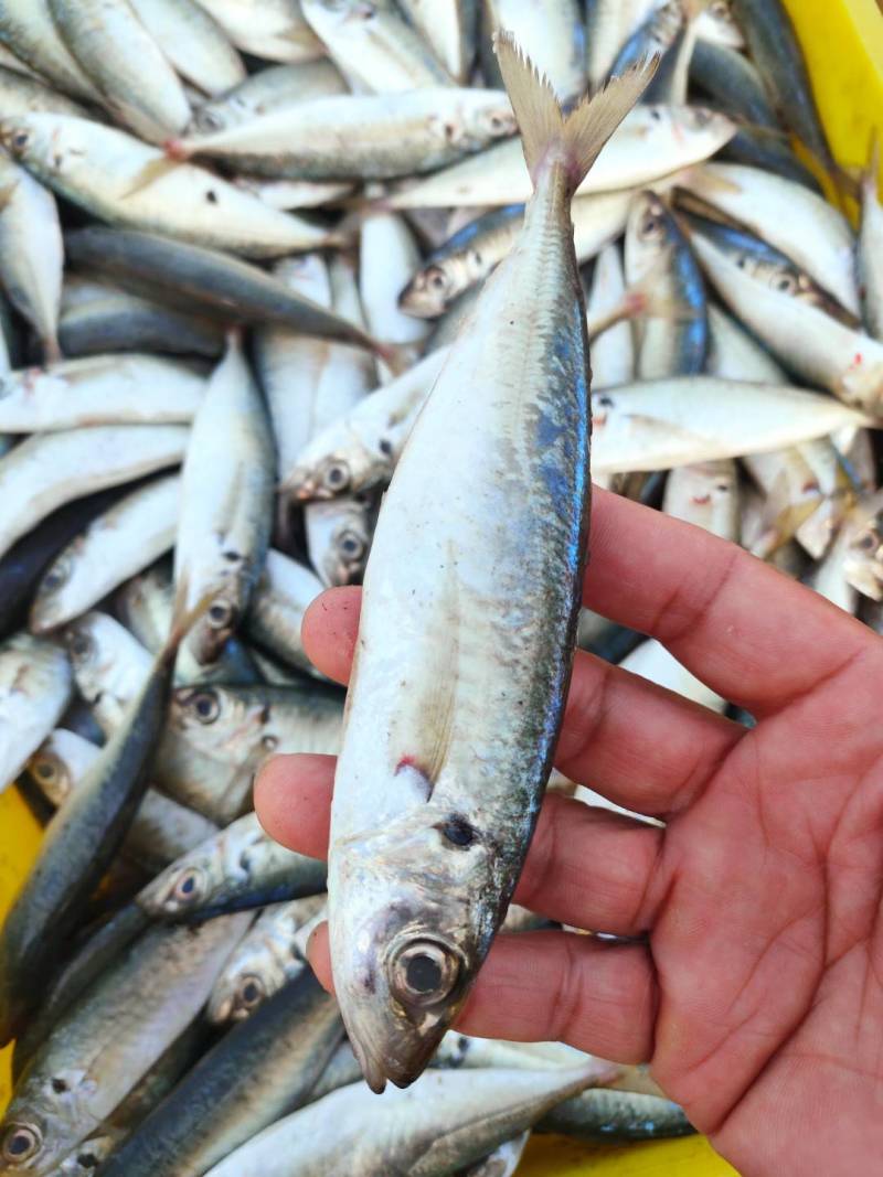 青鱼、棍子鱼、小灯光船货鲜度好、超靓一晚近海货、4/6条