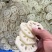 【推荐】湖北莲藕藕片对接商超市场电商社区团购量大价优