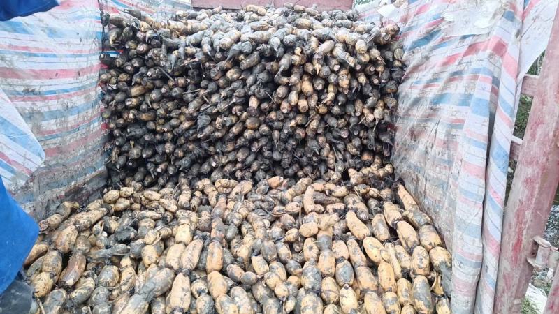 【推荐】湖北莲藕藕片对接商超市场电商社区团购量大价优