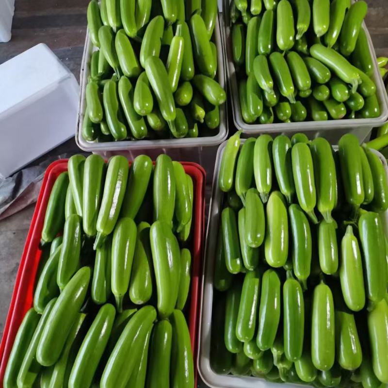 精品西葫芦大量上市。商场，超市，。代收代发全国