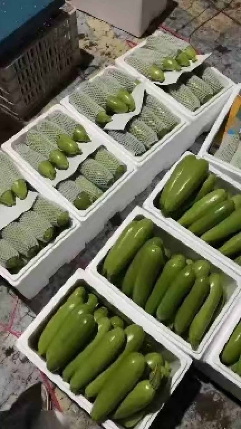 精品西葫芦大量上市。商场，超市，。代收代发全国