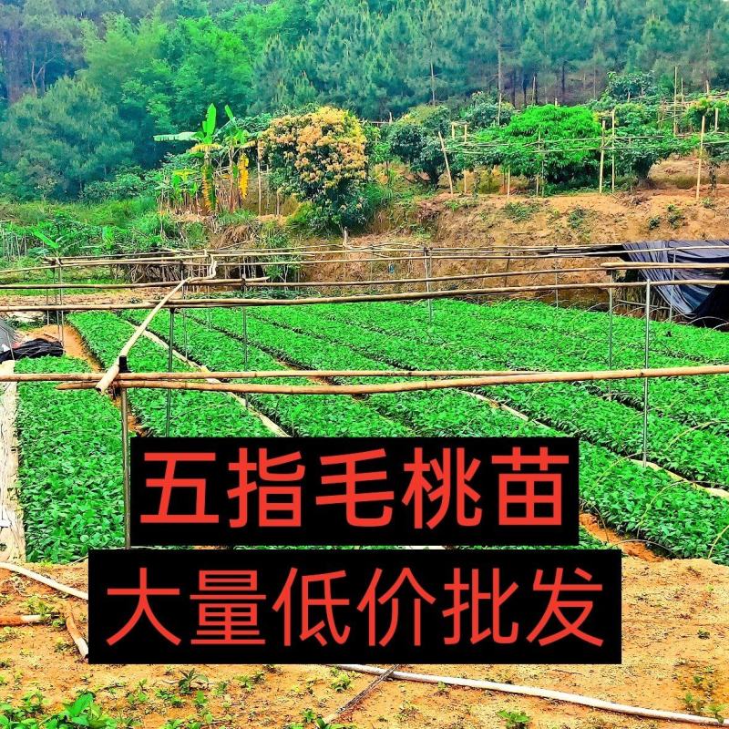 五指毛桃苗300万露天苗种植成活率高低价钱批发