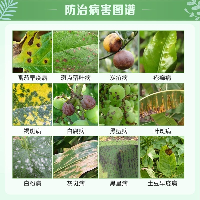 应收75%肟菌酯戊唑醇白粉病炭疽病叶斑黑斑病褐斑病纹枯病