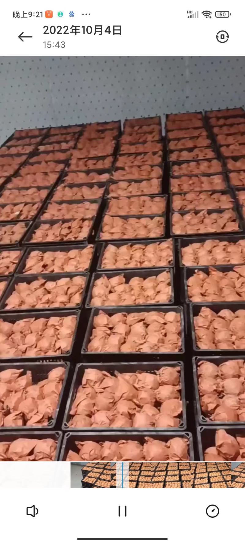 景泰精品皇冠梨皮薄，汁多口感好，欢迎订购