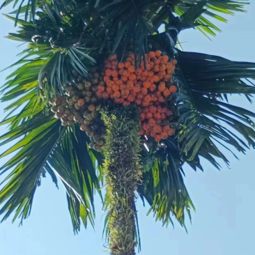 槟榔种子