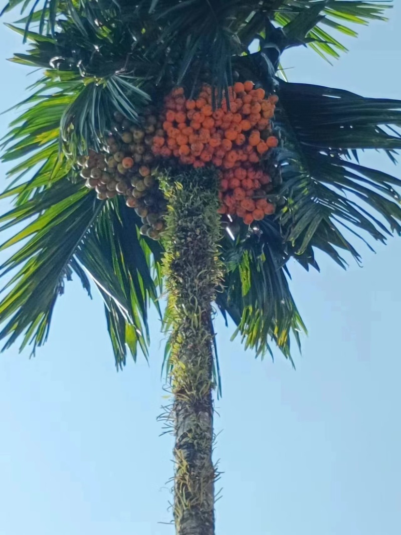槟榔种子